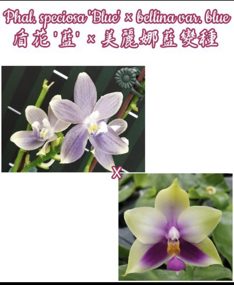 Phalaenopsis speciosa ‘Blue’ × bellina var. blue (Botanica) ornament collectible - Main Image 2