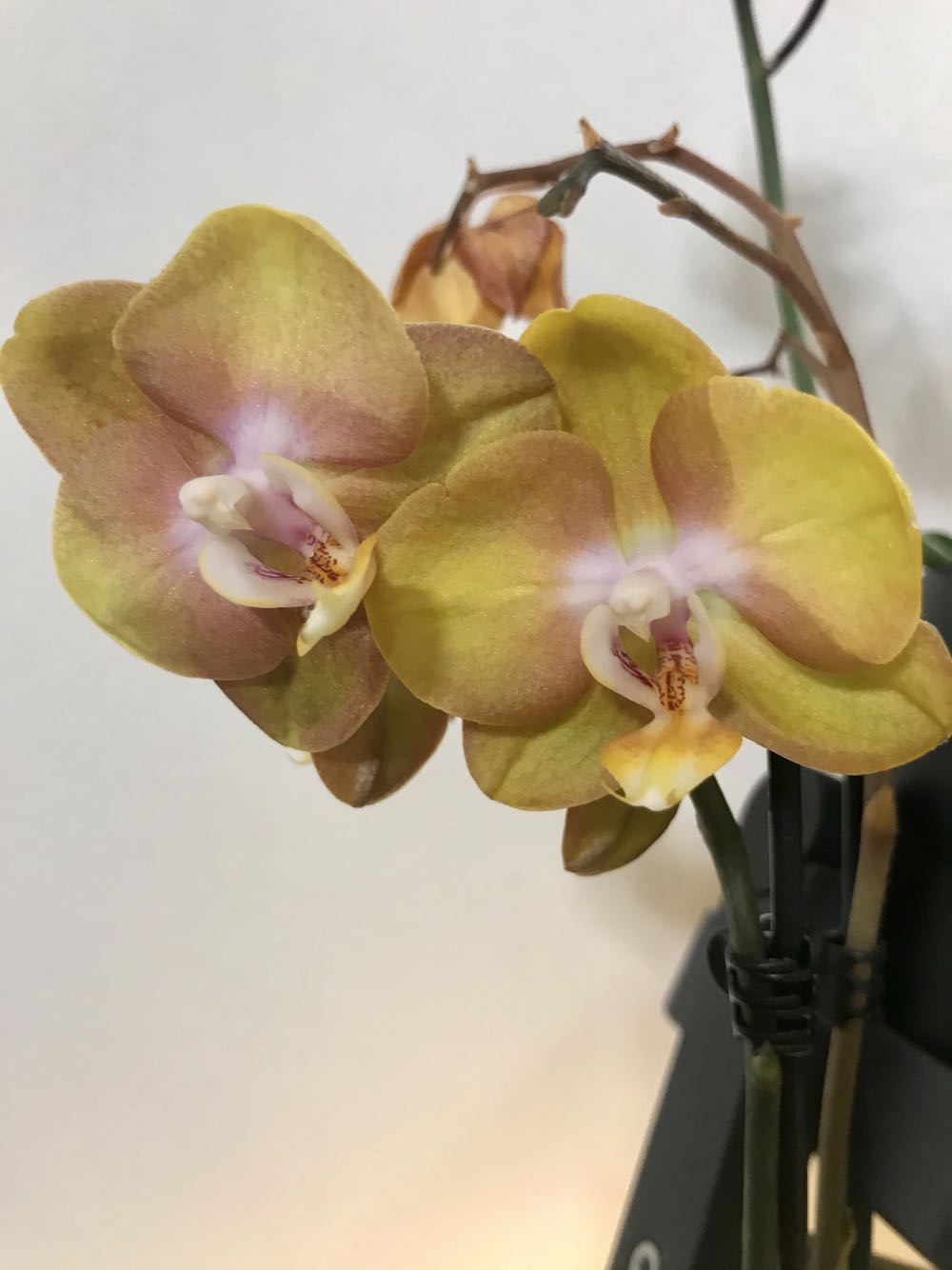 Phalaenopsis Las Vegas  (Ibrido) ornament collectible - Main Image 2