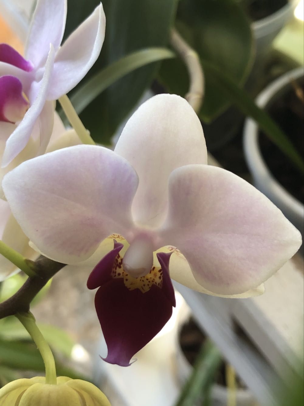 phalaenopsis sogo  ornament collectible - Main Image 1