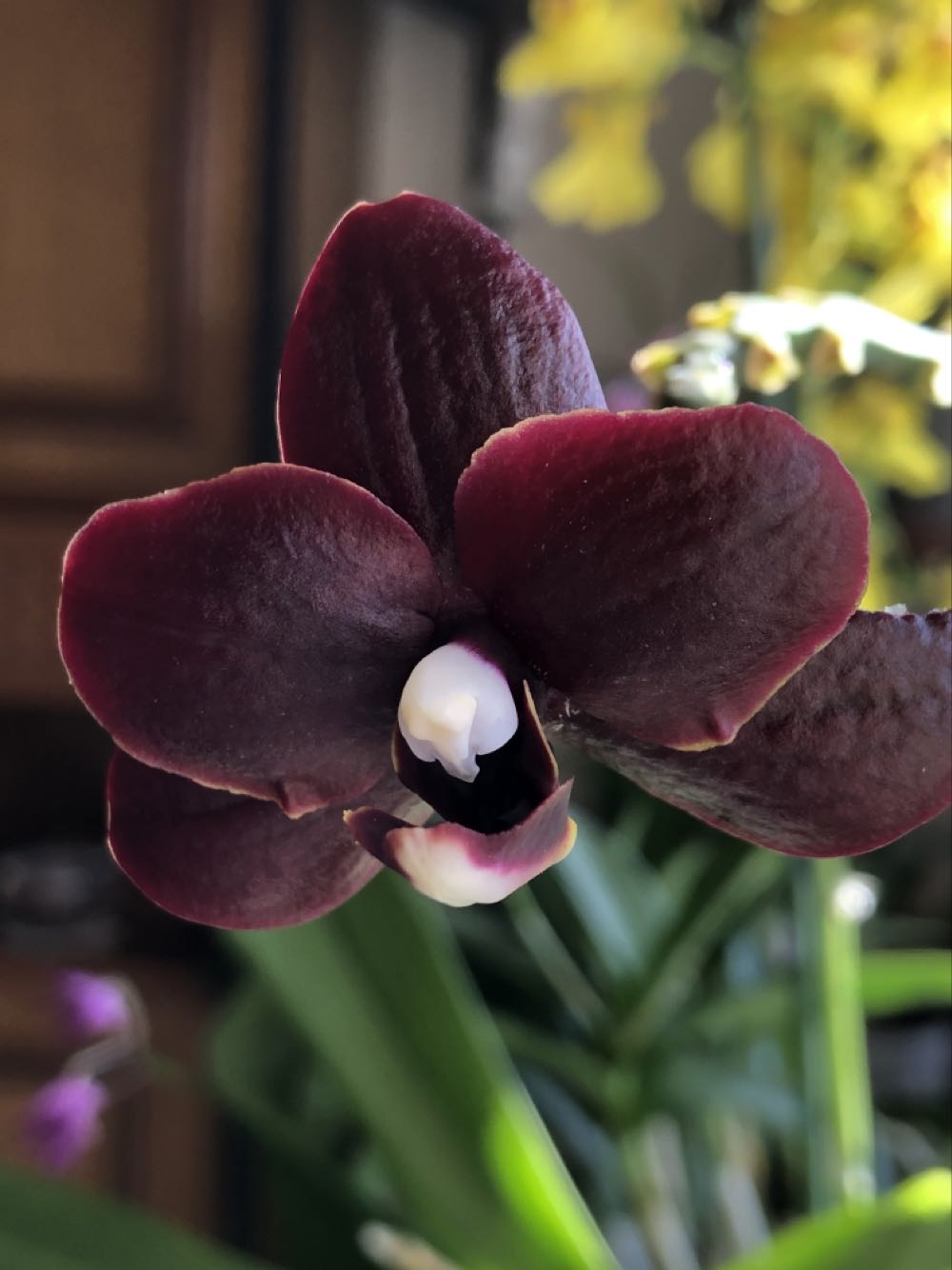 Angel Stocking Hangar