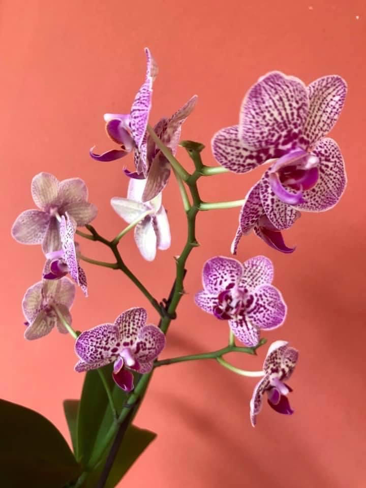 Phalaenopsis Lioulin Wild Cat  (Mini Phal) ornament collectible - Main Image 2