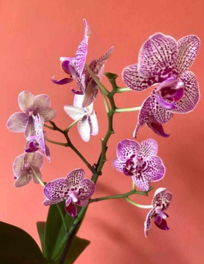 Phalaenopsis Lioulin Wild Cat  (Mini Phal) ornament collectible - Main Image 3