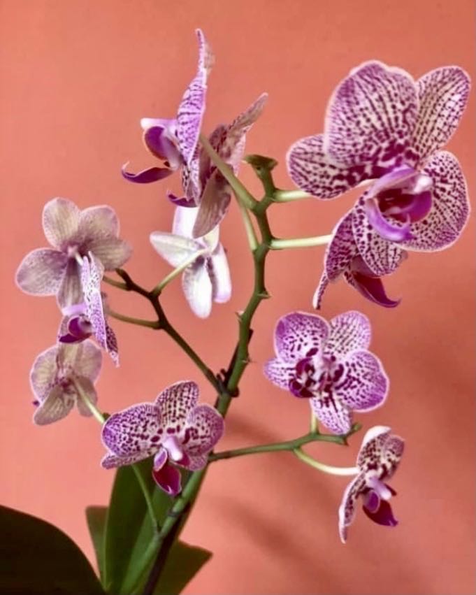Phalaenopsis Lioulin Wild Cat  (Mini Phal) ornament collectible - Main Image 4
