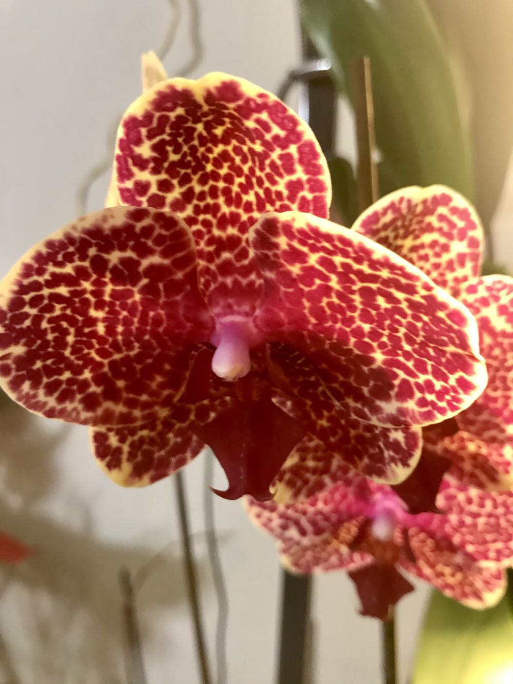 Phalaenopsis OX Red Sesame  (Ibrido) ornament collectible - Main Image 2