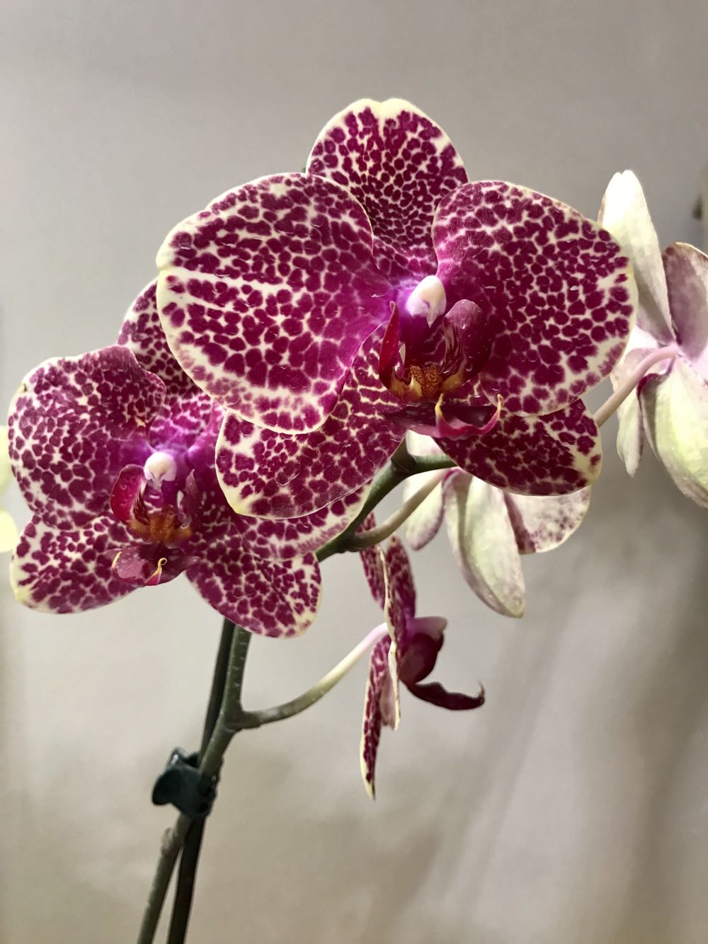 Phalaenopsis OX Red Sesame  (Ibrido) ornament collectible - Main Image 3