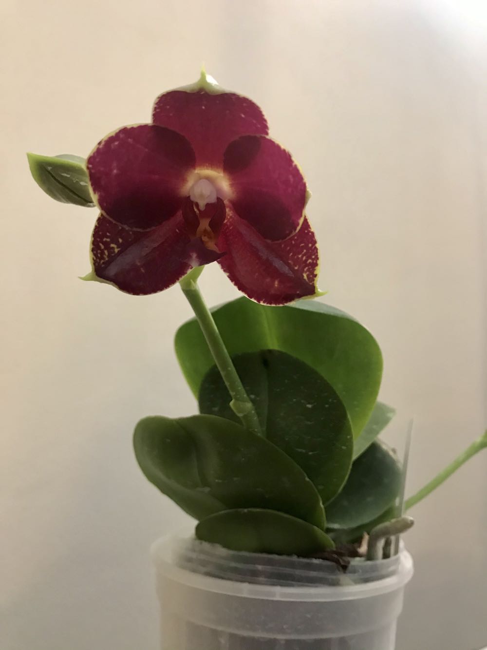 Demigorgan Stranger Things