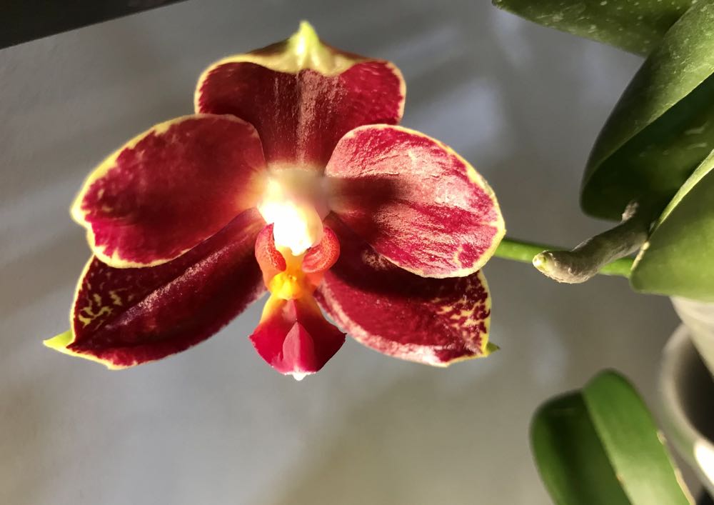 Phalaenopsis Al. Sun Hannover Red  ornament collectible - Main Image 2