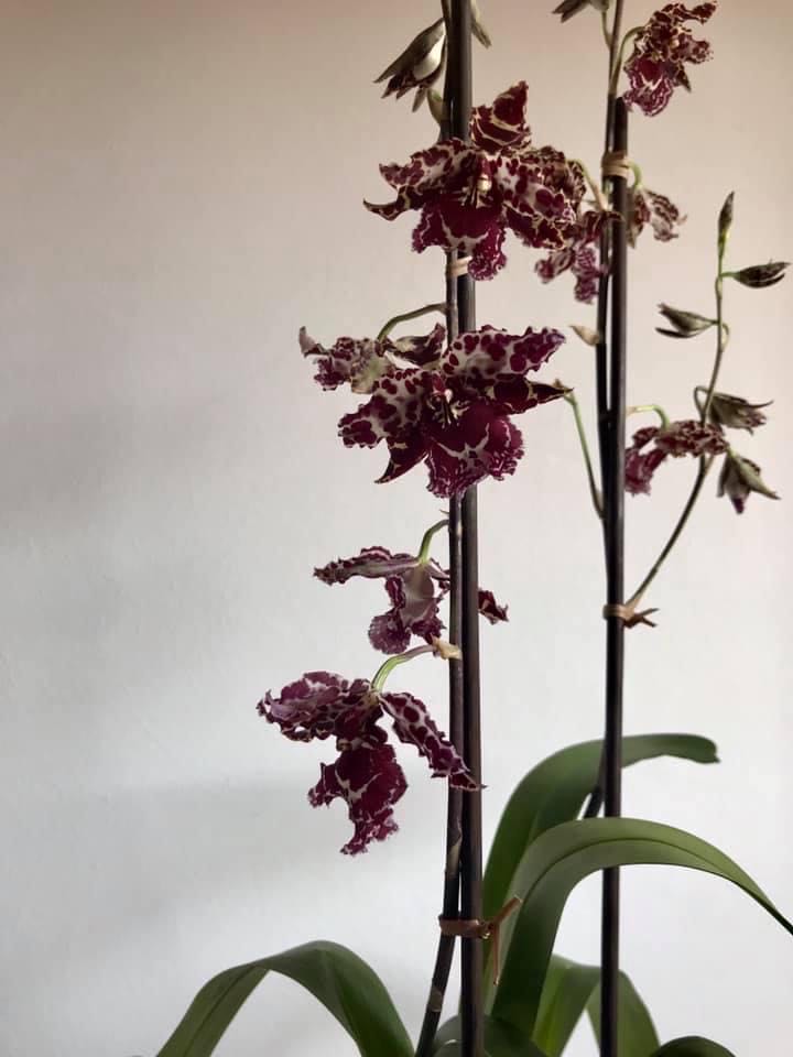 Let It Snow Special Edition