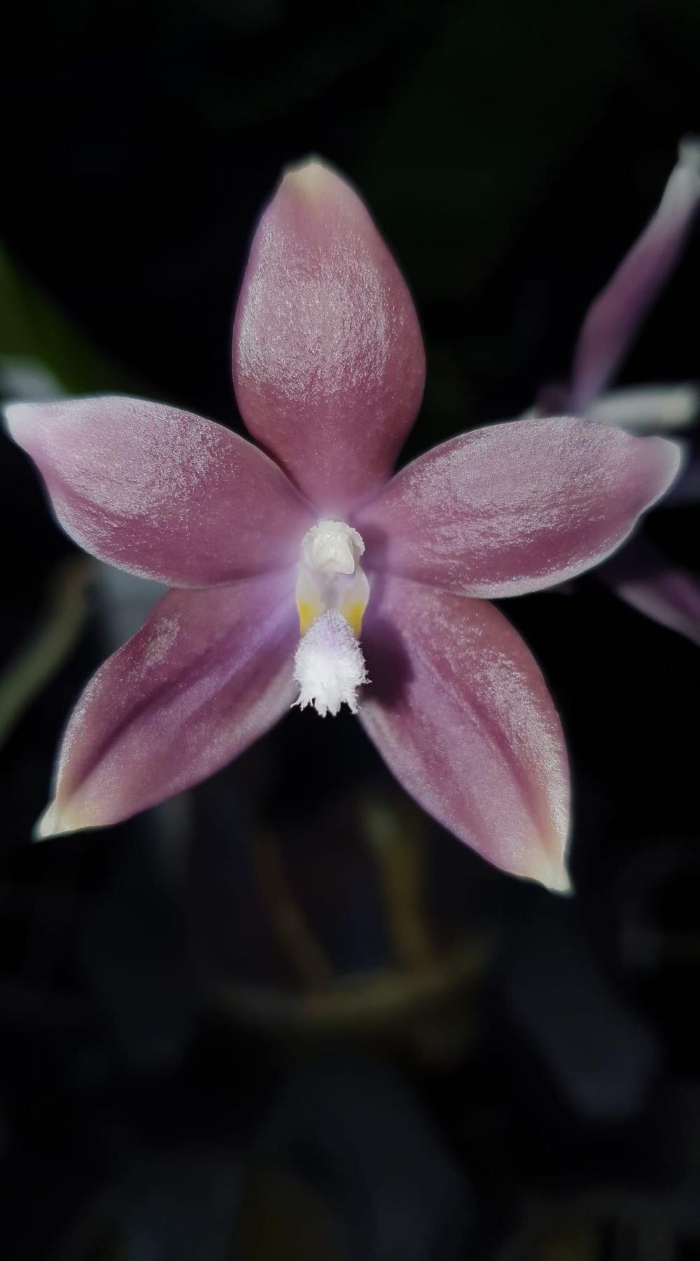 Phalaenopsis speciosa blue grey  ornament collectible - Main Image 1