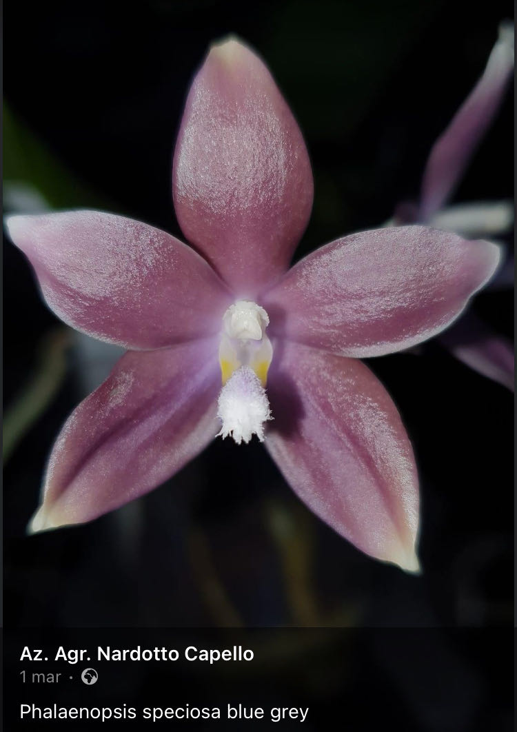 Phalaenopsis speciosa blue grey  ornament collectible - Main Image 2
