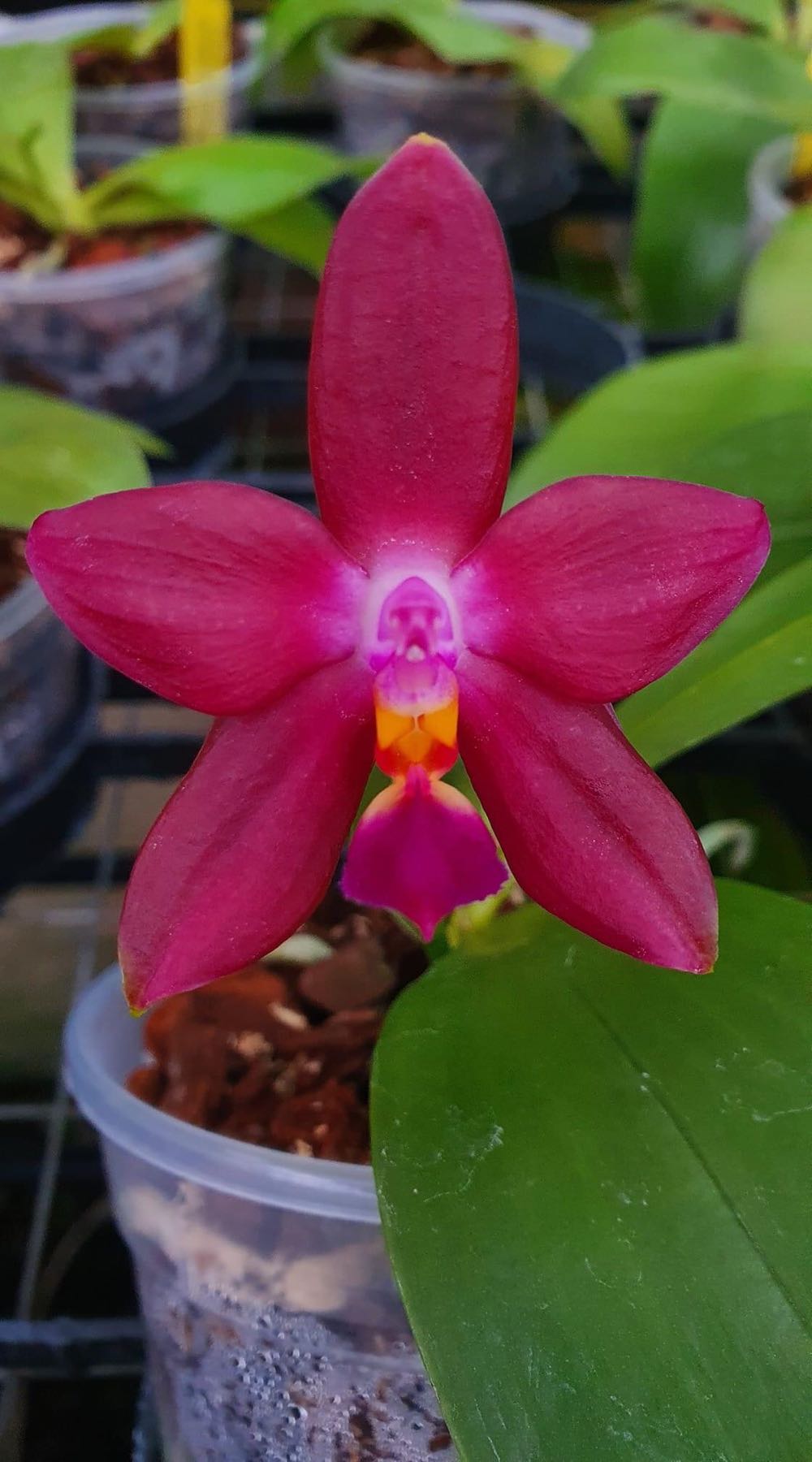 Santa’s Sleigh Bell 2021