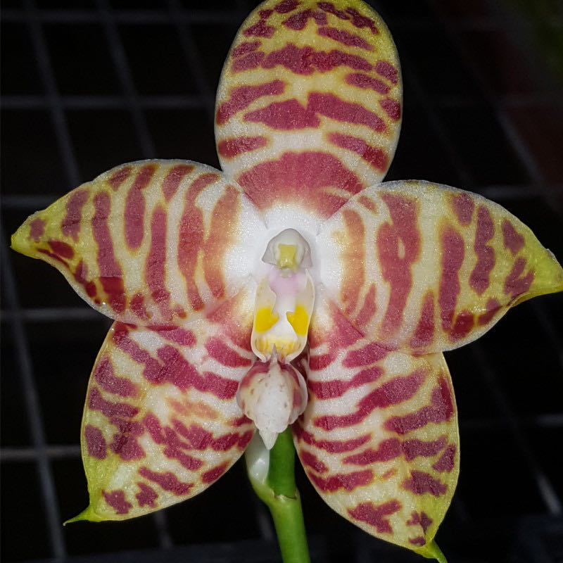 Phalaenopsis Amboinensis Yellow  (Botanica) ornament collectible - Main Image 1