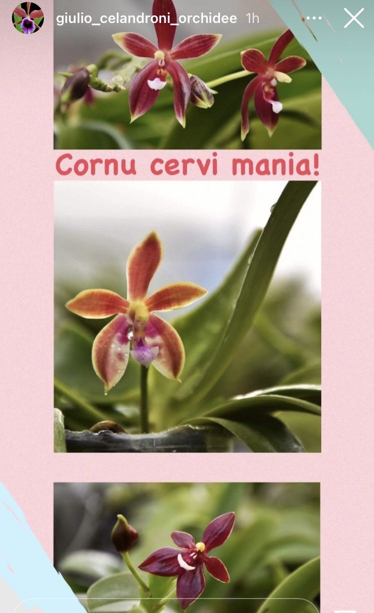 Phalaenopsis Cornu Cervi  ornament collectible - Main Image 1