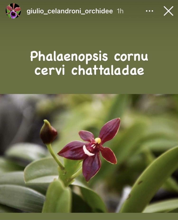 Phalaenopsis Cornu Cervi  ornament collectible - Main Image 2
