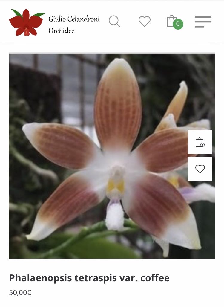 Phalaenopsis Tetraspis Var Coffee  ornament collectible - Main Image 1