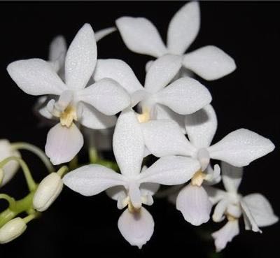 Church Egg With Base