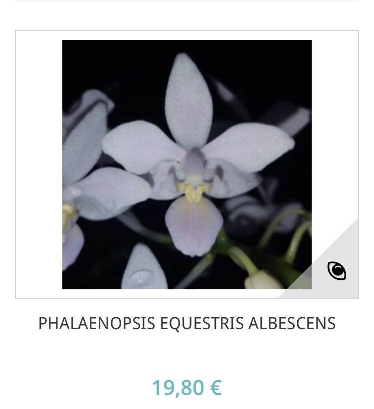 Phalaenopsis Equestris Albescens  ornament collectible - Main Image 2