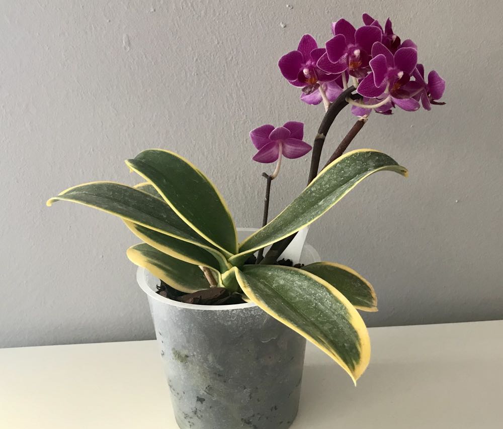 Phalaenopsis Sogo Yenlin Coffe variegata  ornament collectible - Main Image 2