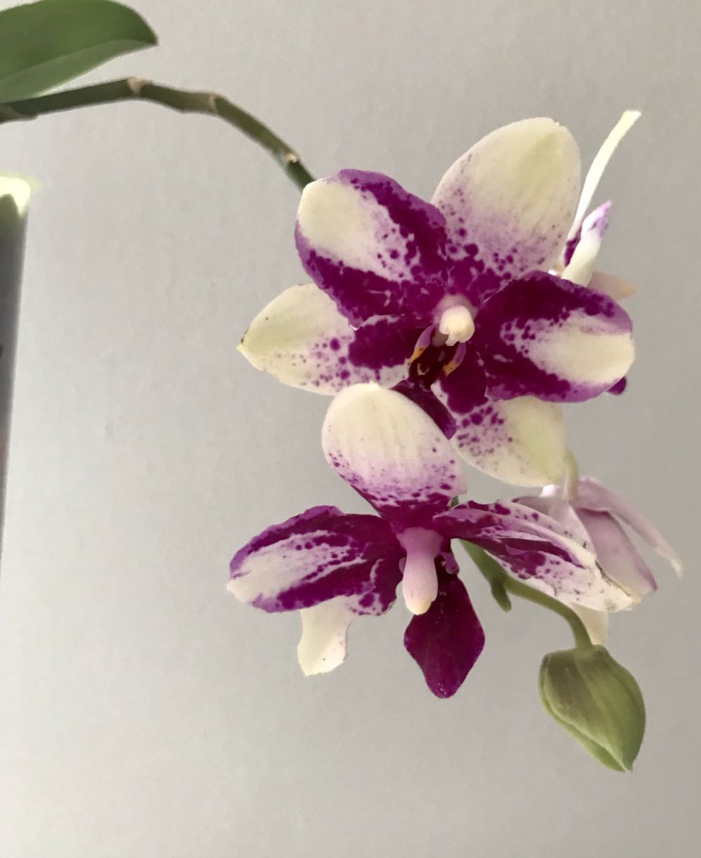 Phalaenopsis Jia Ho Summer Love  ornament collectible - Main Image 2