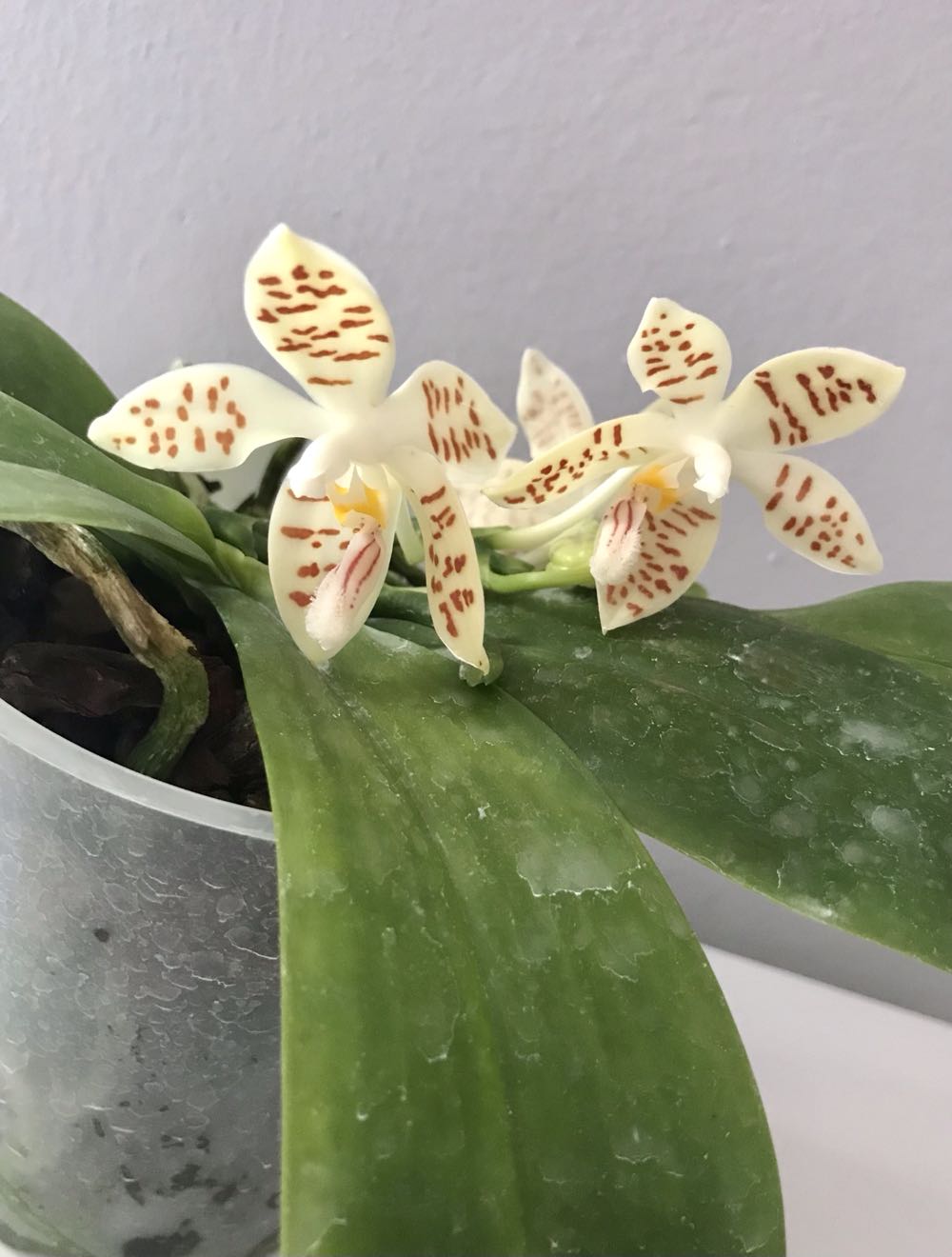 Roman 6” Peanuts Nativity Pageant Dm Tabletop Soft White Bulb