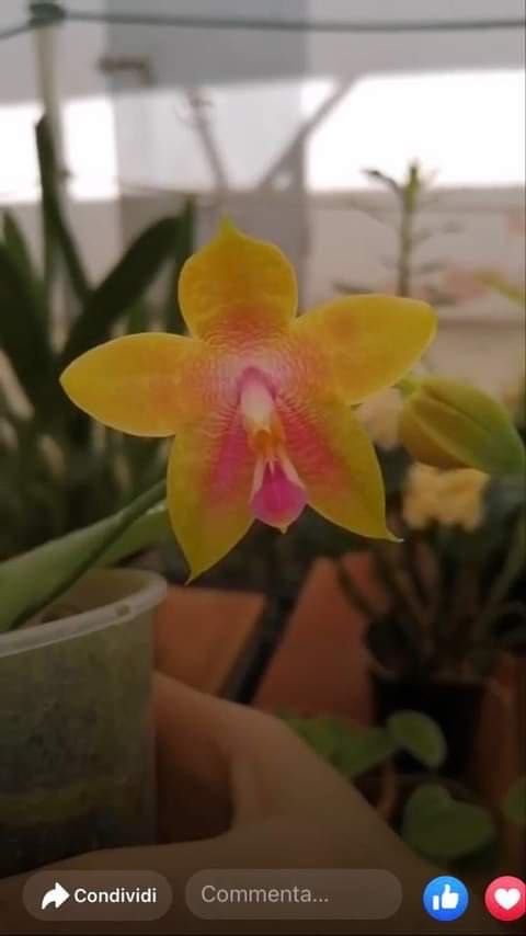 Popcorn Seller Set Of 4  #02832