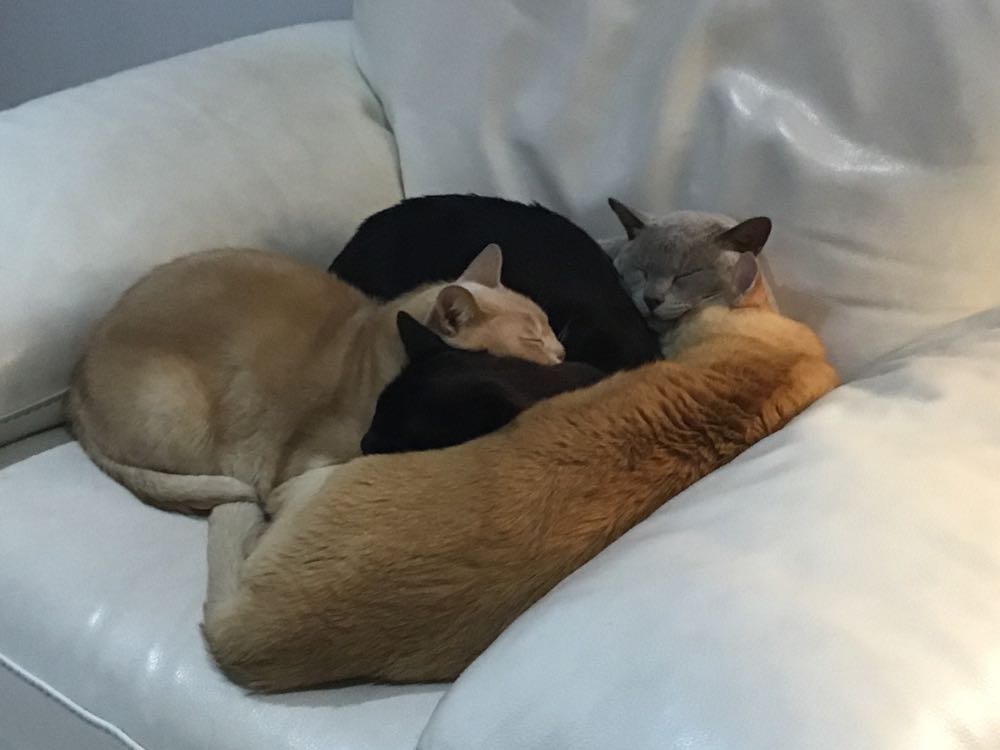 I’ll Be Gnome For Christmas