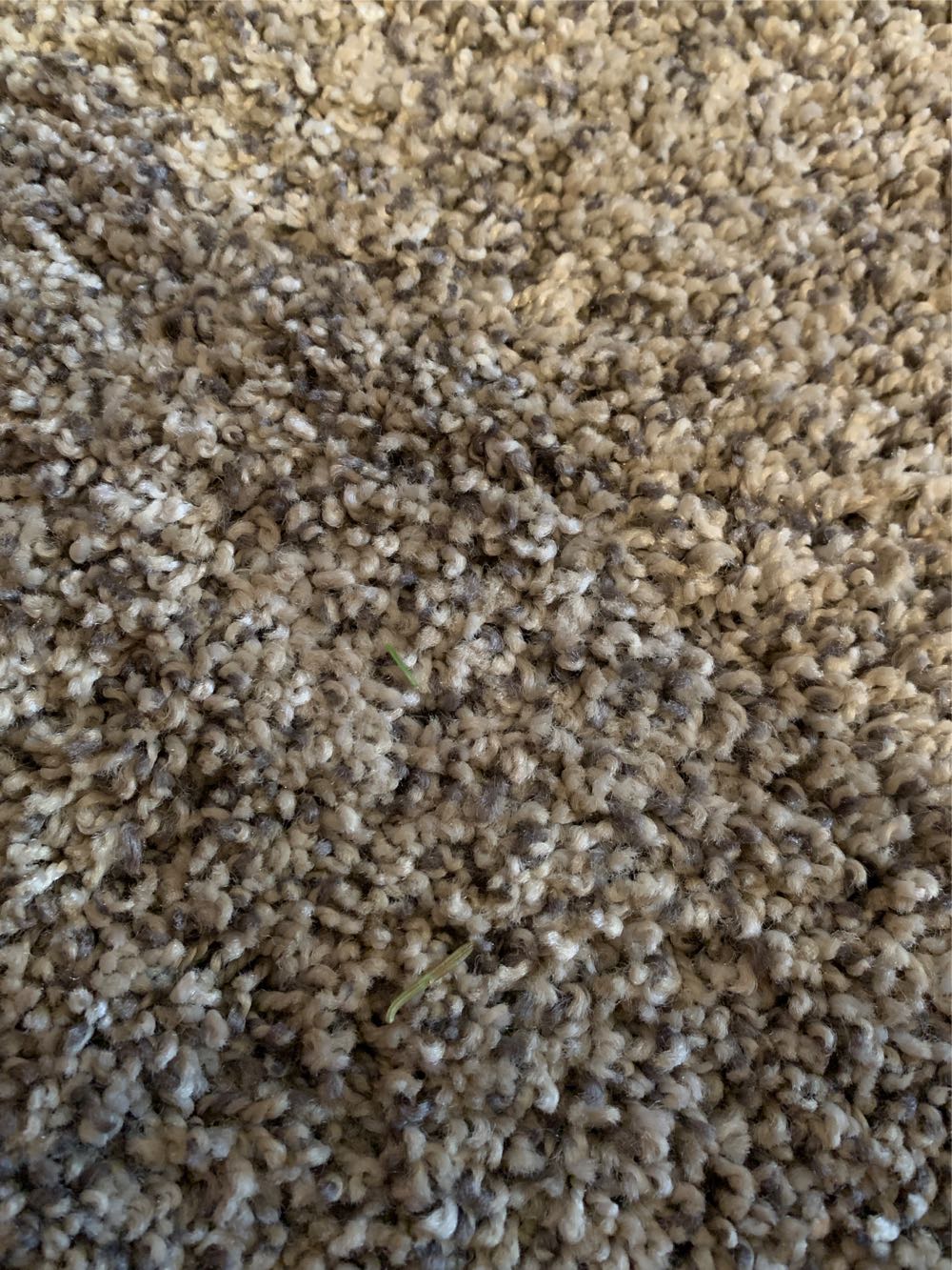 43441 Strong Arm Challenge