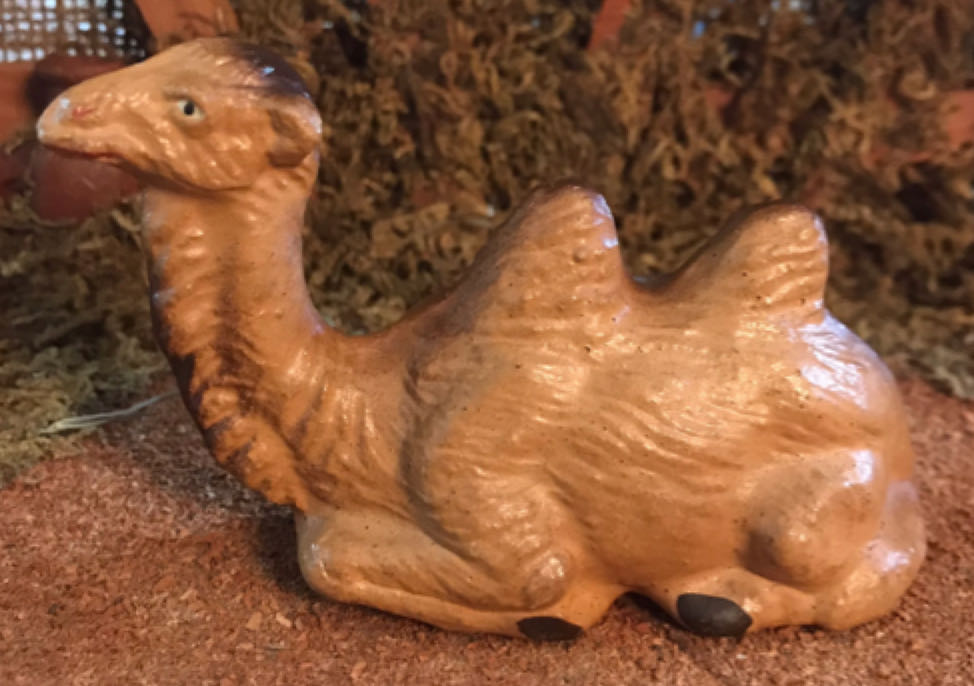 Apel - Animal - Sheep - Supine