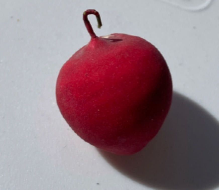 Ardco - Magi - (Set 3) - Melchior On Camel