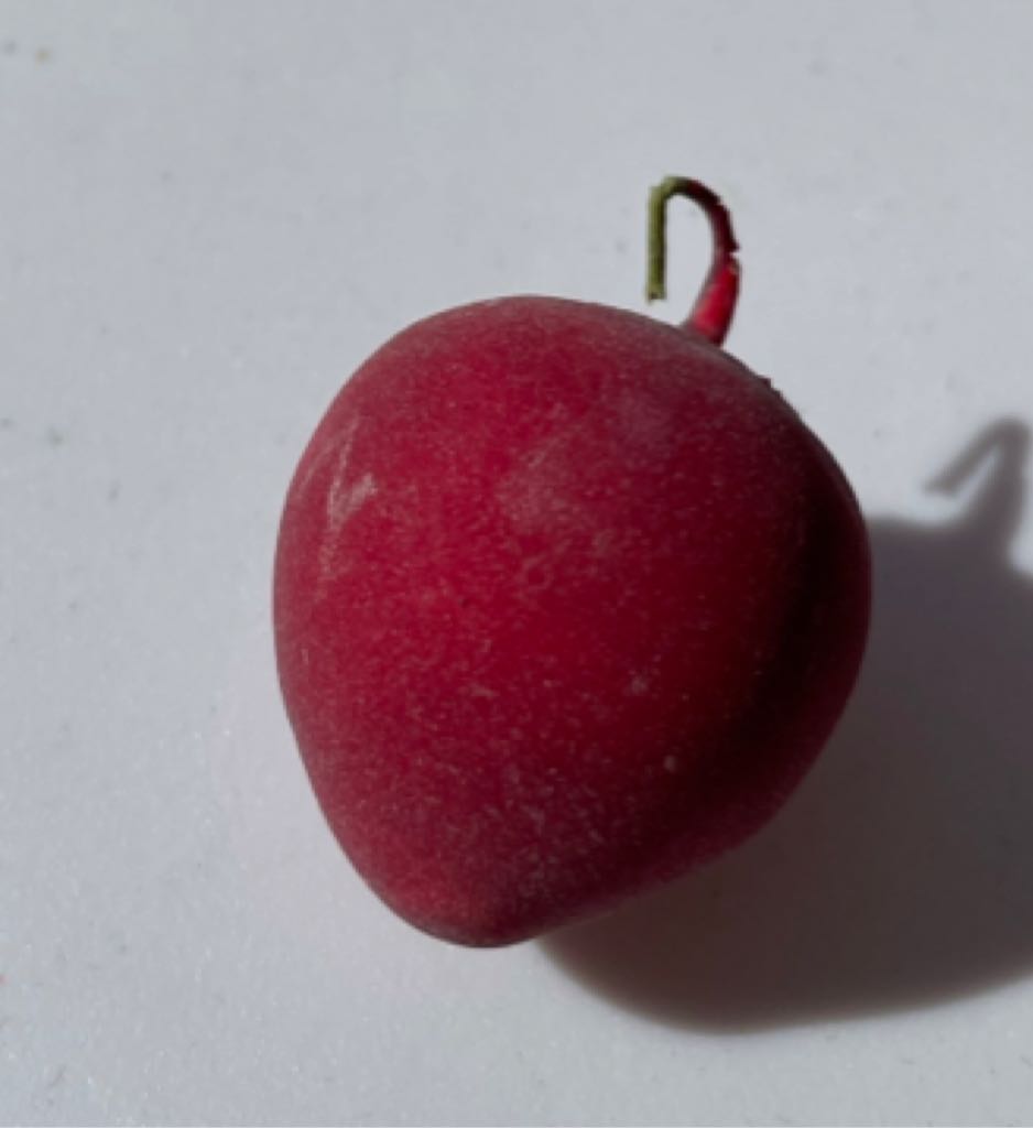 Jewelbrite - (Set 17) - Open Hexagon - Clear Yellow - Two Gold Bells & Holly