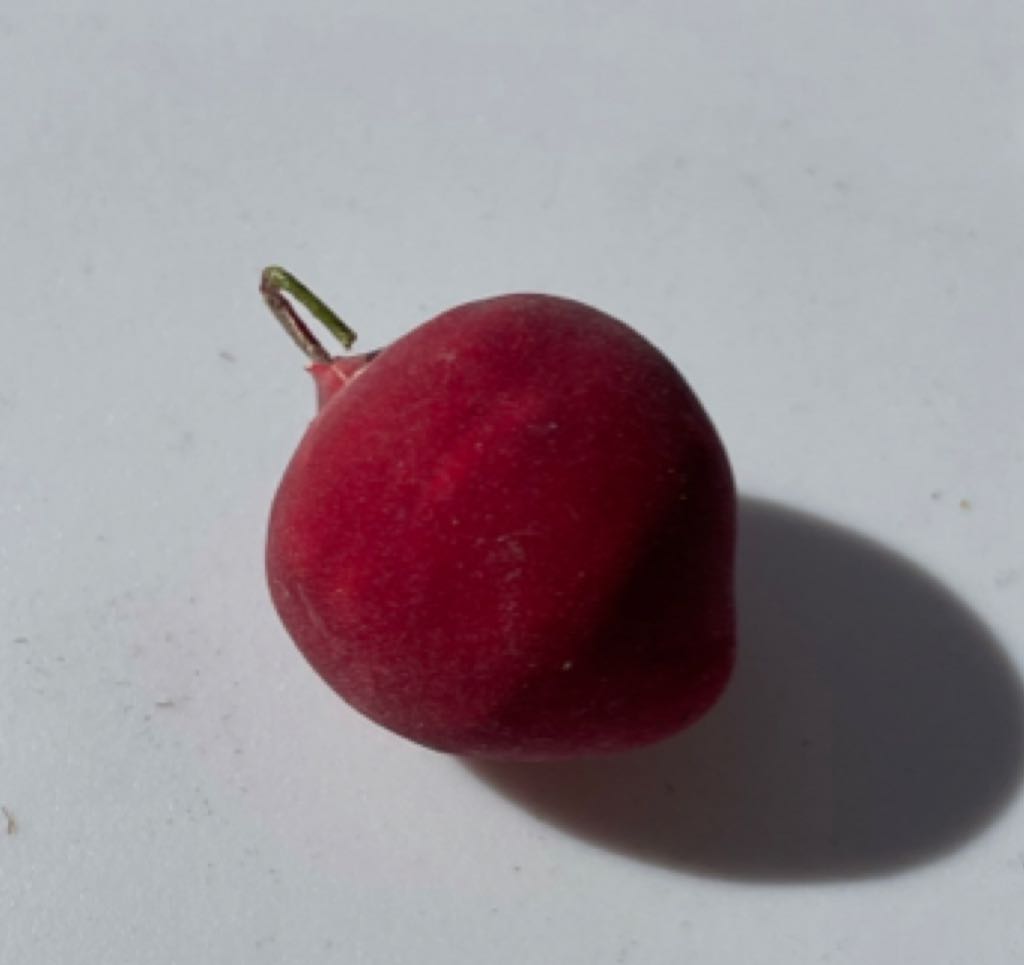 Ice Skater - Orange Coat