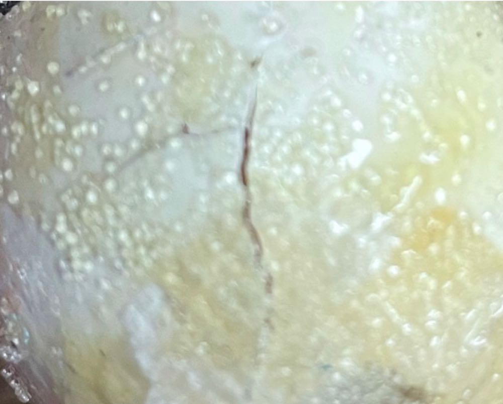 Blown Egg - Decoupage - American Greetings - Carolers - Carolers (Blown Egg) ornament collectible - Main Image 3