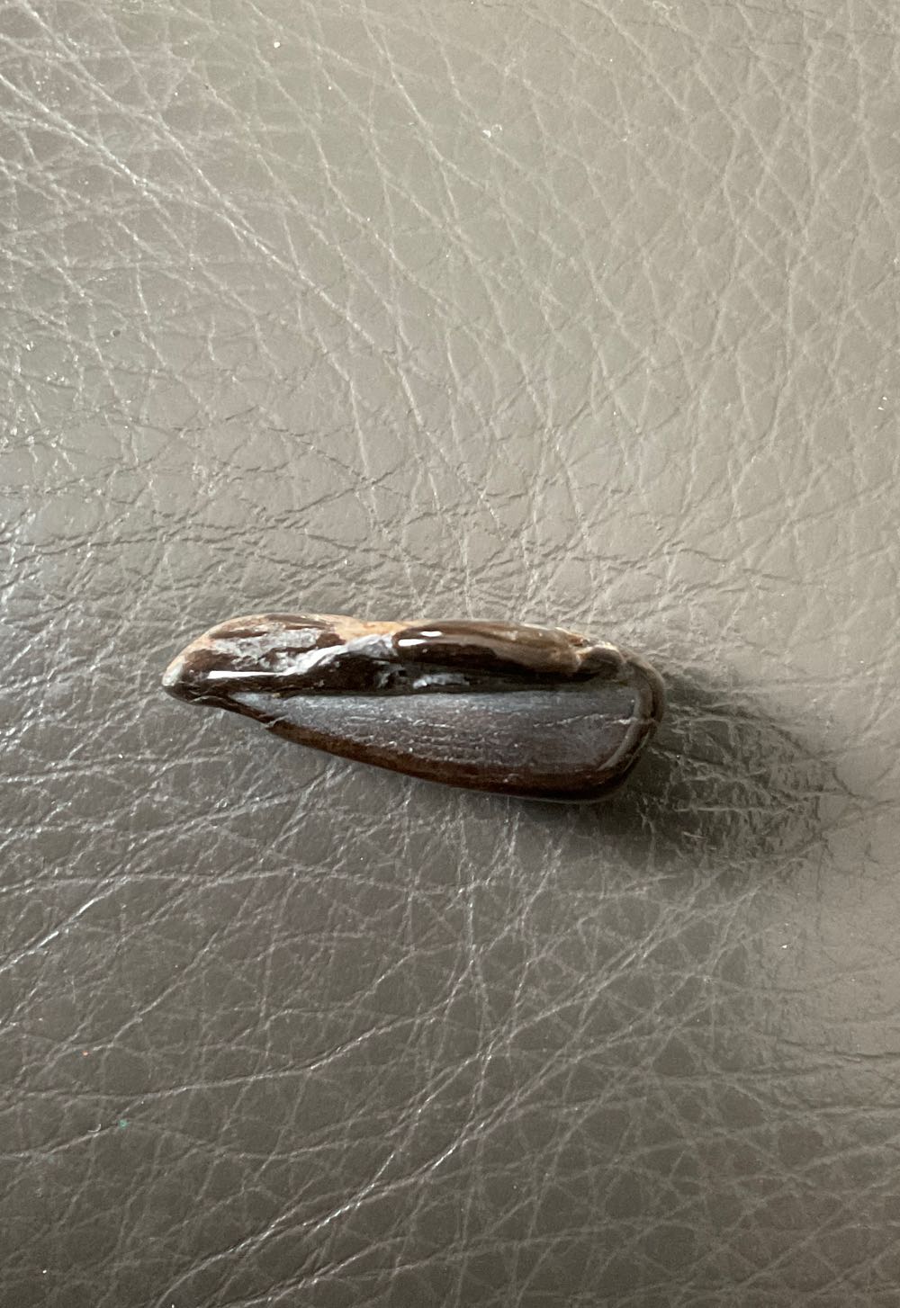 Fossilized Wood - Tumble Stones ornament collectible - Main Image 3