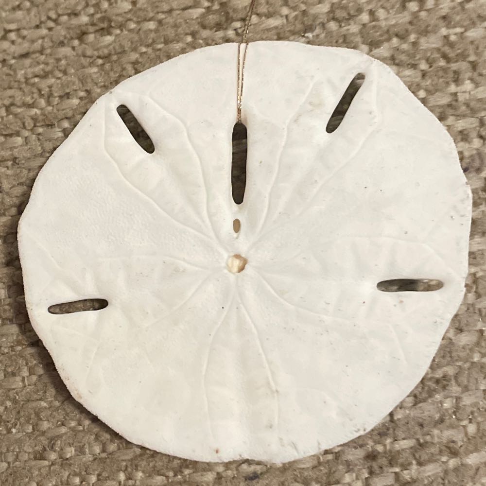 Sand Dollar - Sand Dollar (Ocean) ornament collectible - Main Image 2