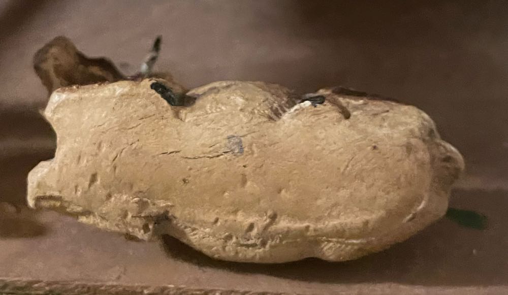 Chialu - (Set 5) - Nativity - Animals - Ox - Supine - Animal (Nativity) ornament collectible - Main Image 3