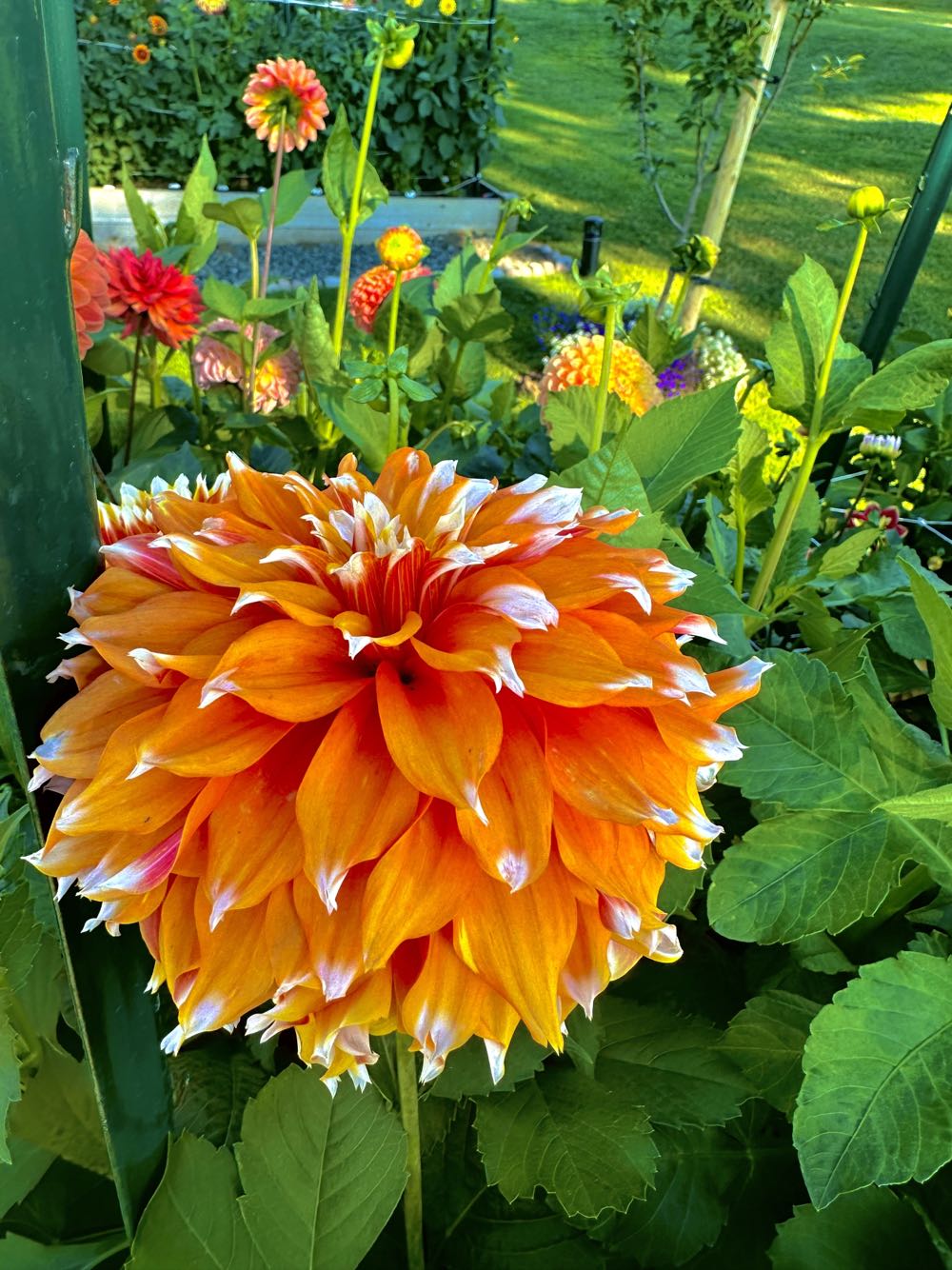 Sweet Christmas Wishes