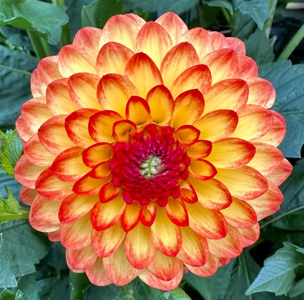 Farmer Rabbit Scarecrow