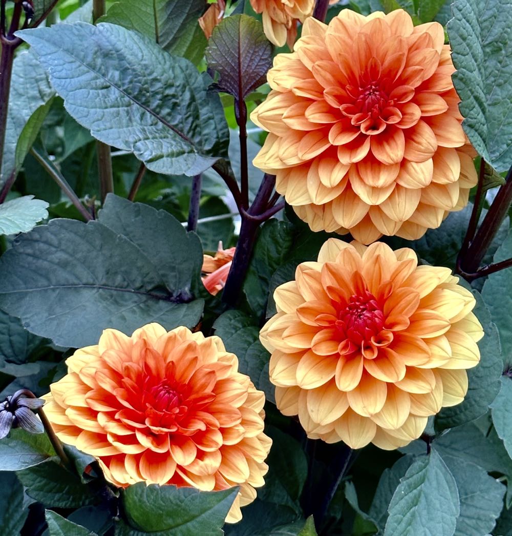 Snow Buddies - Gopher (26th In Series)