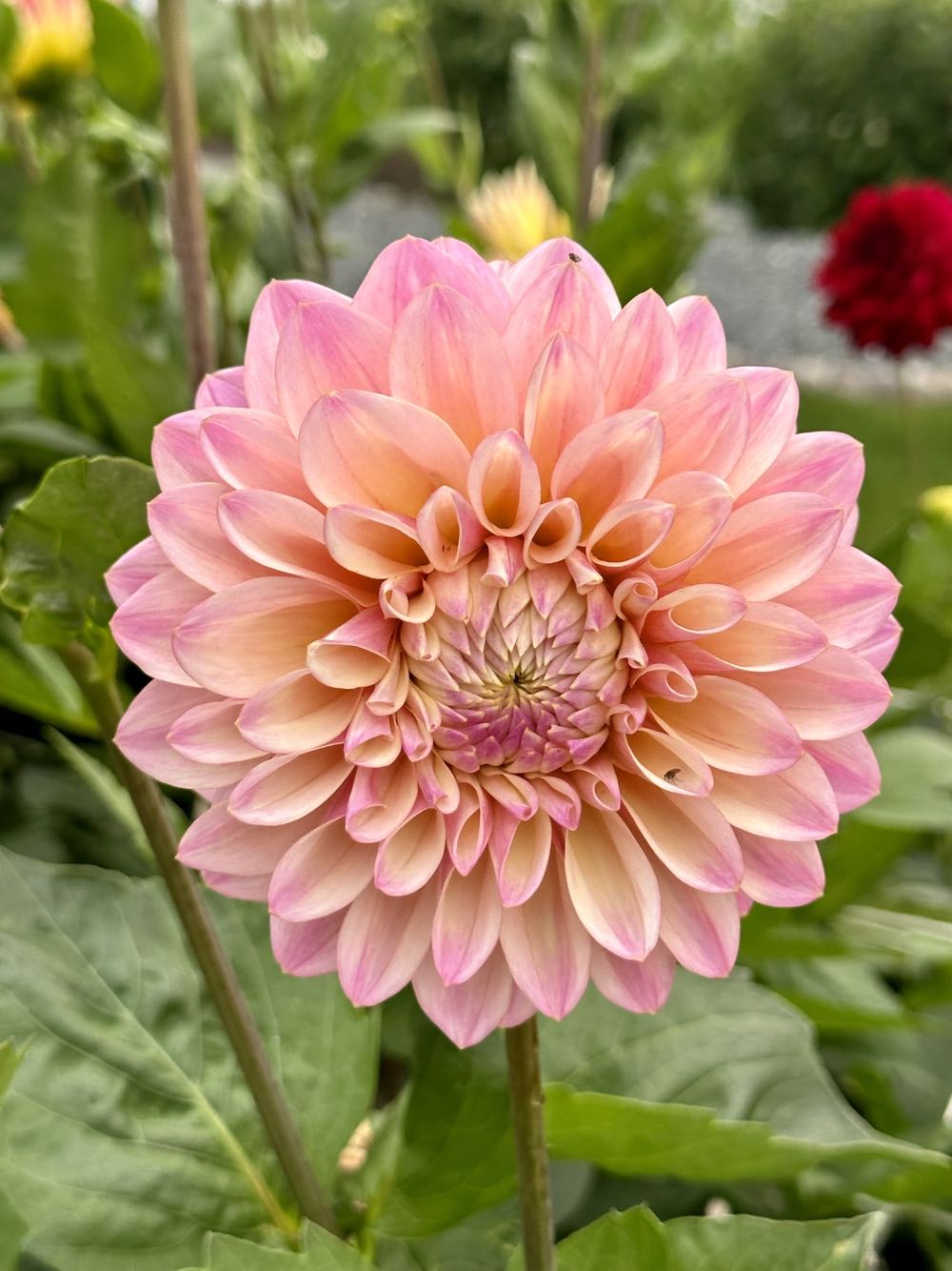 Manes - Nativity - Magi - Balthazar