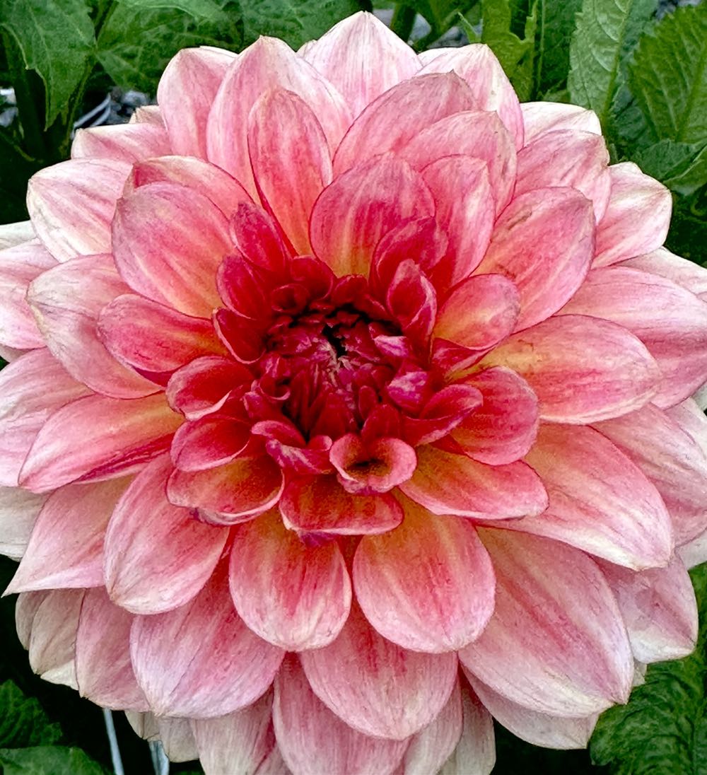 Trim A Home Mouse Popcorn Chain