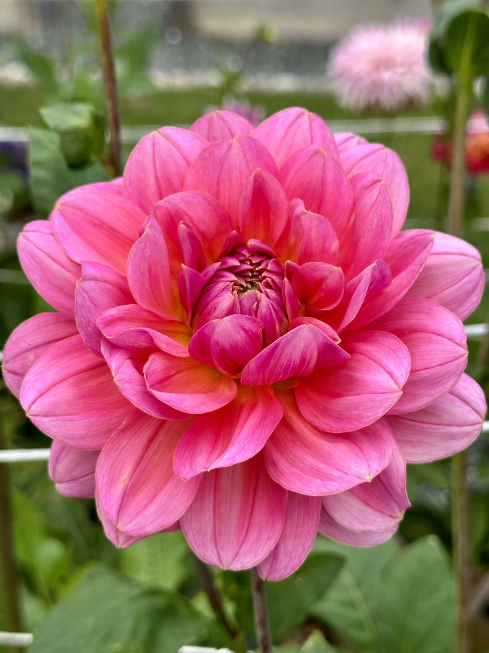 North Pole Tree Trimmer Event Exclusive