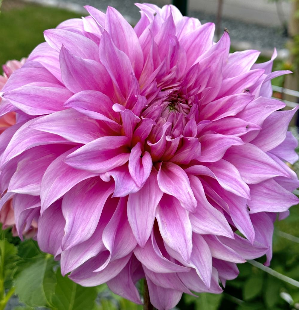 Brickle’s Corner Market