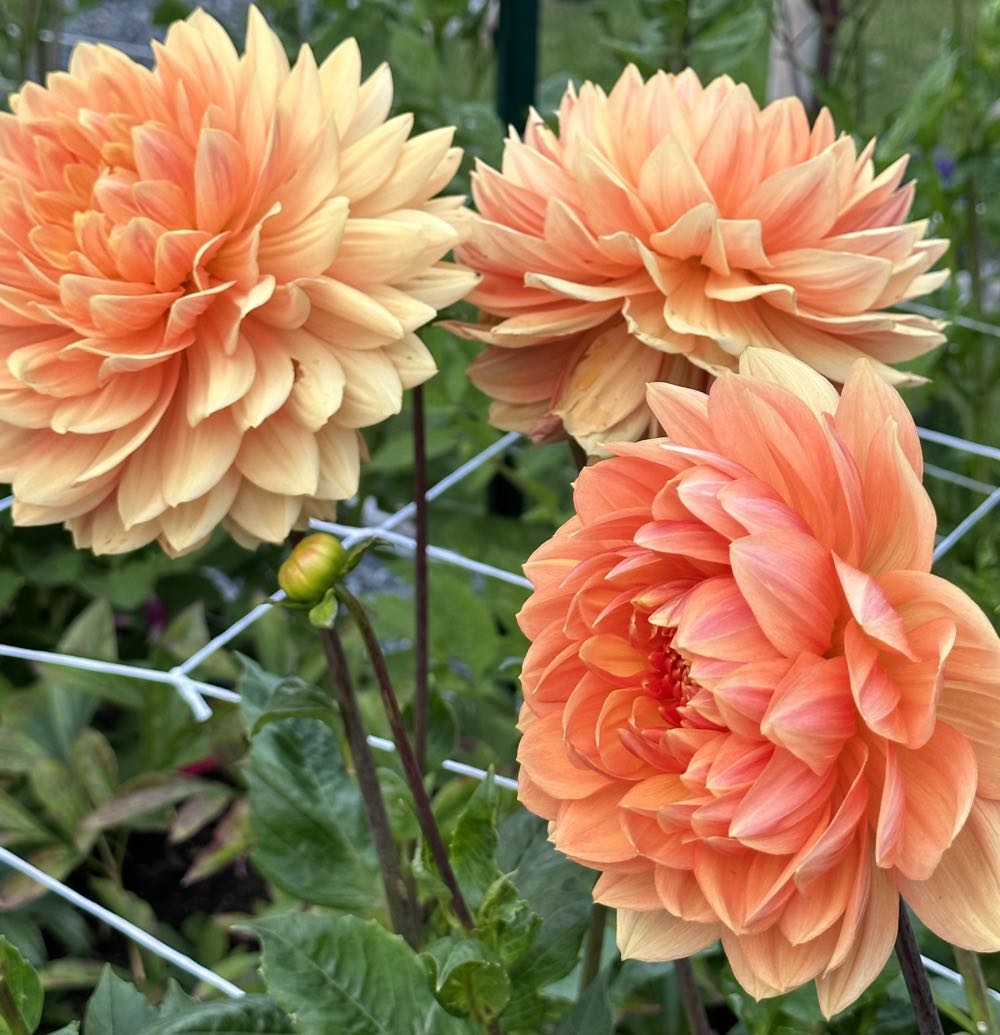 Disney Enchanted Tiki Room Sketchbook