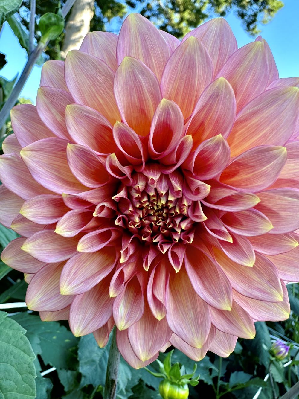 Kenora Lisa  ornament collectible - Main Image 2