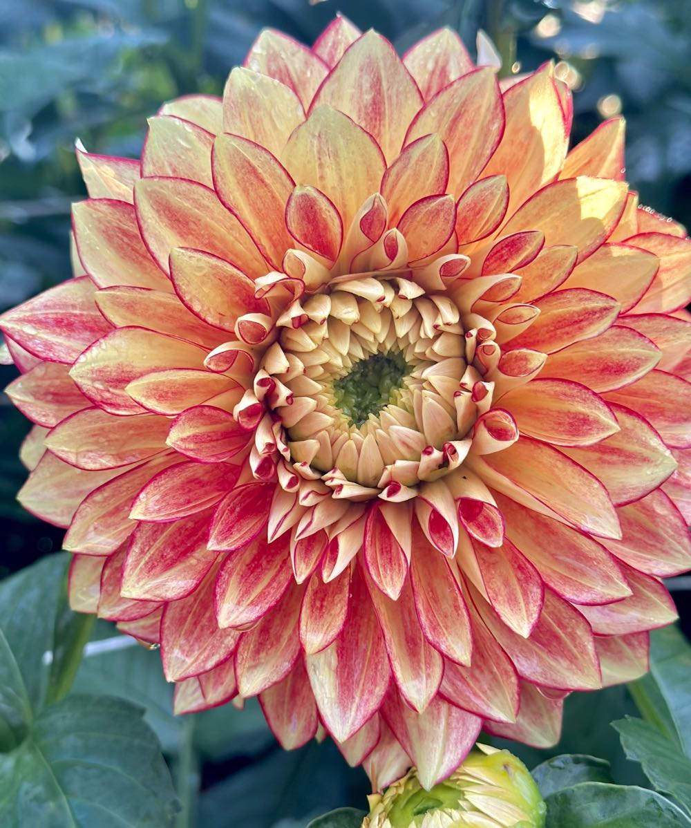 Batman Graduation Hat