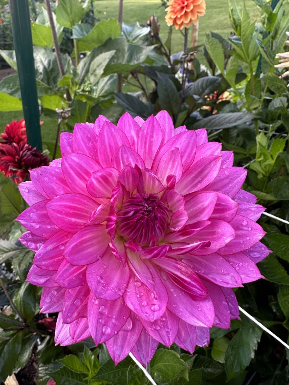 Toymaker Santa Surprise Tan (2023)