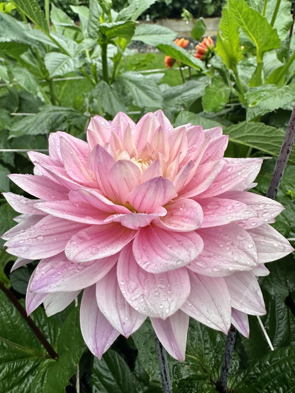 2020 Stink Stank Stunk