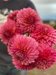 Merry Christmas Tree #44190