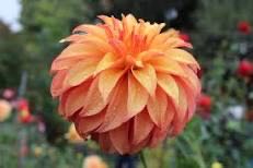 Father Christmas Reindeer