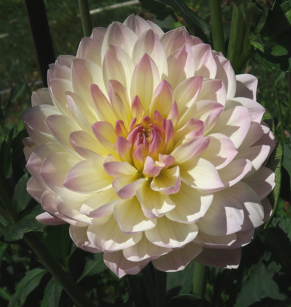 De Carlini Santa Ornament